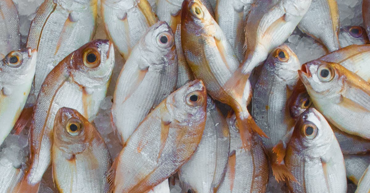 Is refrigerated seafood fresher than seafood displayed on ice but uncovered? - Pile of Fish