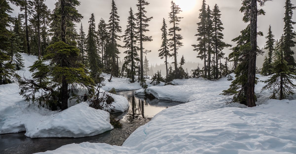 Is Snow Fungus produced outside China? - Green Trees