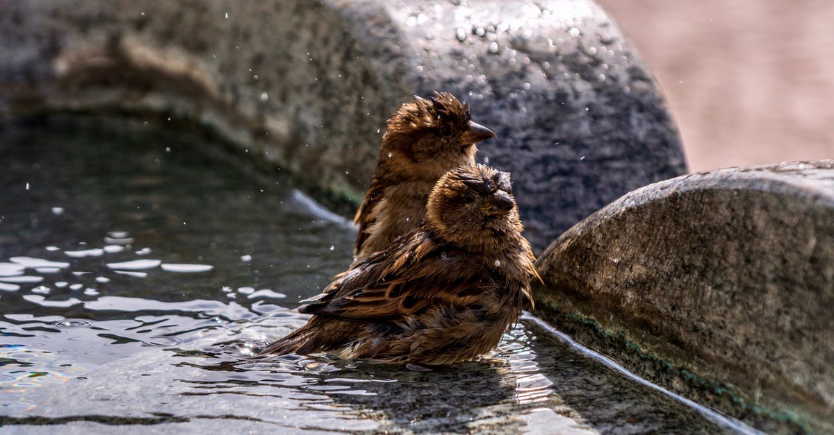 Is Soaking and Sprouting Lentils Unsanitary? - Brown Duck on Water