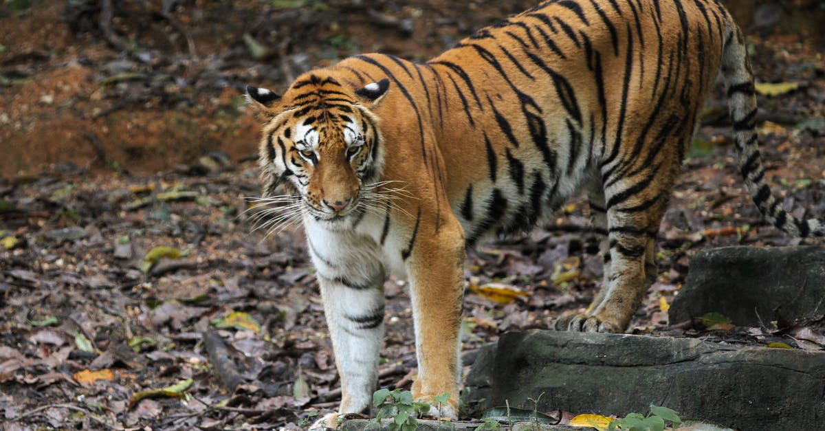 Is Teflon dangerous? - Brown and White Tiger on Gray Rock