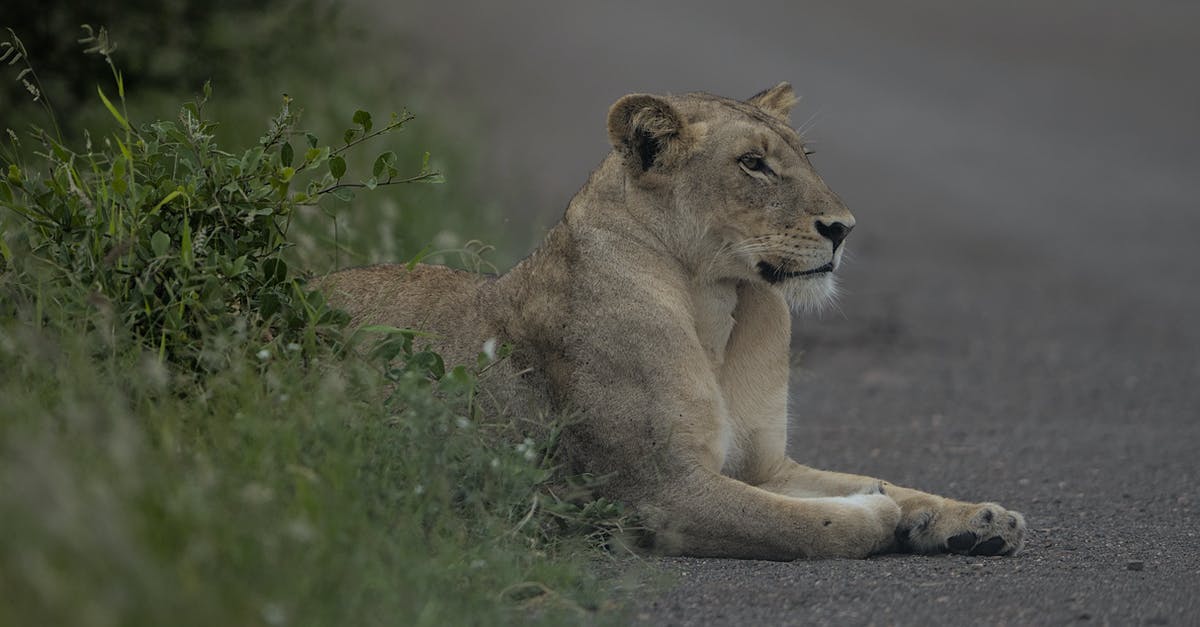 Is Teflon dangerous? - Lioness, Kruger National Park, South Africa