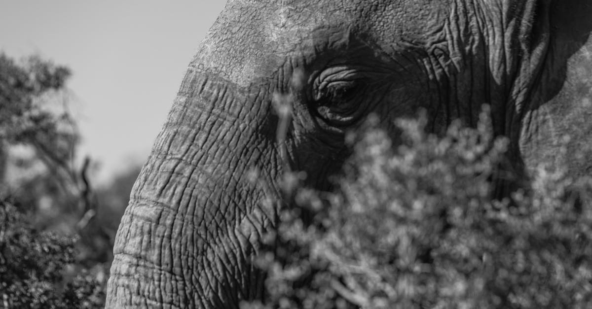 Is the hairy skin below a chestnut’s tough skin poisonous? - Muzzle of powerful elephant among shrubs in daylight