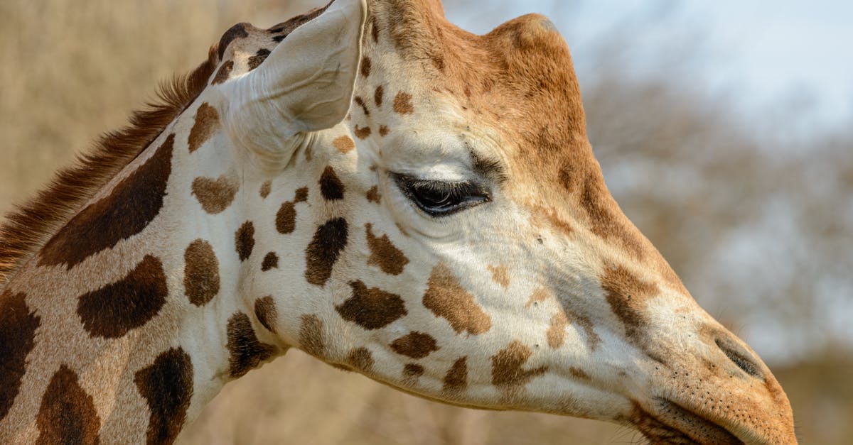 Is the hairy skin below a chestnut’s tough skin poisonous? - Side view of crop sad giraffe with spotted skin and big ears looking down near growing trees in daylight in zoological garden