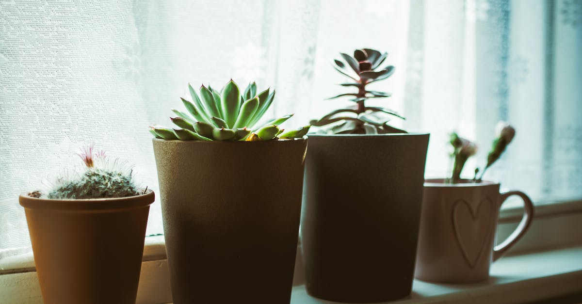 Is the lettuce inside the wilted outer leaves still good? - Four Assorted-color Plants on Pots Near Window