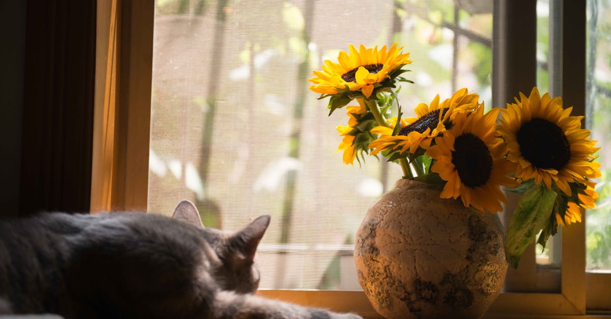 Is the lettuce inside the wilted outer leaves still good? - Gray Cat Near Gray Vase With Sunflower