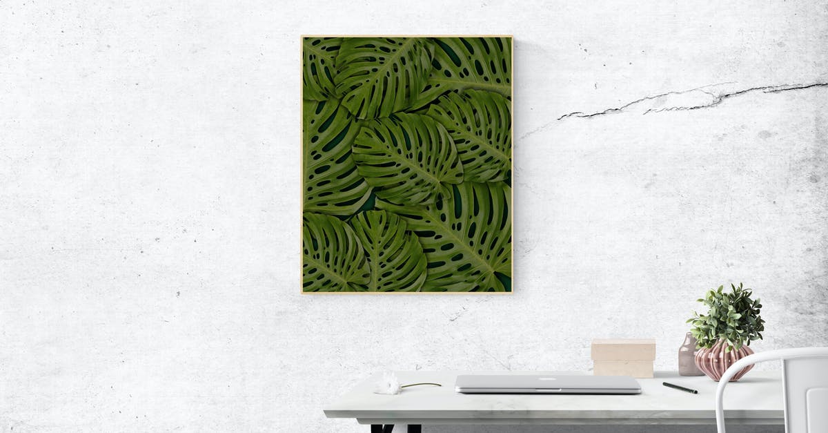 Is the lettuce inside the wilted outer leaves still good? - Rectangular Green Swiss-cheese Leafed Plant Photo Mounted on Wall