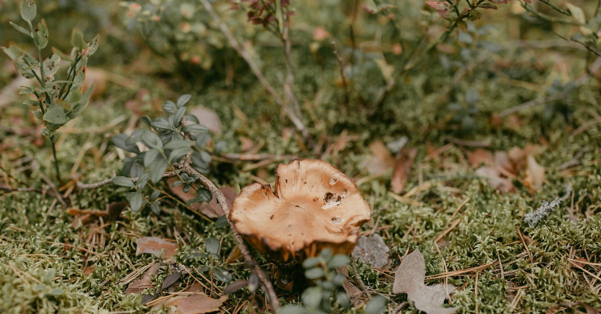 Is the root/rhizomes of ground elder edible? - Free stock photo of branch, chanterelle, clearing