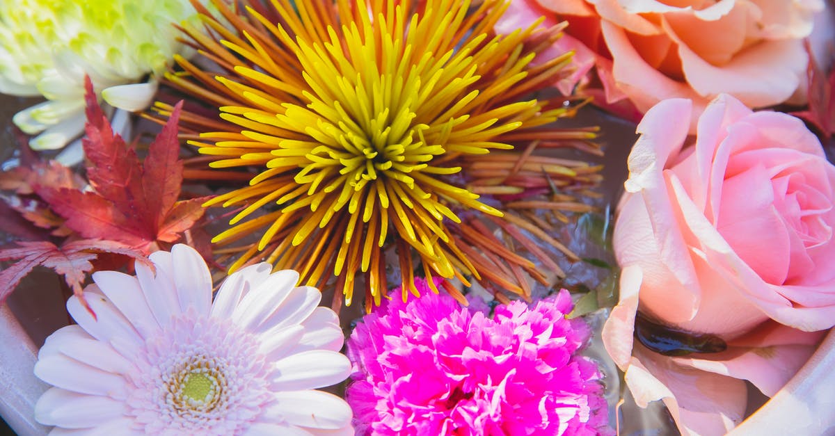 Is there a big difference between Yellow and Yukon Gold potatoes? - From above of ceramic big pot with blooming pink roses with orange and yellow chrysanthemums near pink gerbera and peony flowers with red leafs in water in sunny day