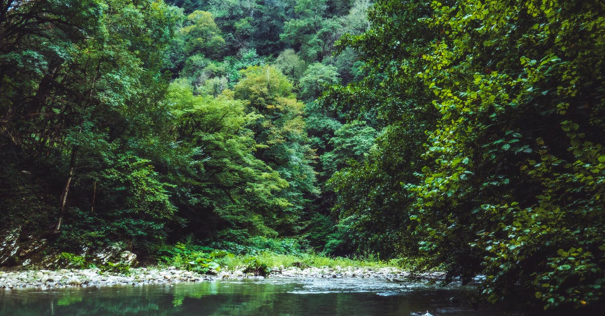 Is there a difference between green and spring onions? - Green Leafed Trees Near Body of Water