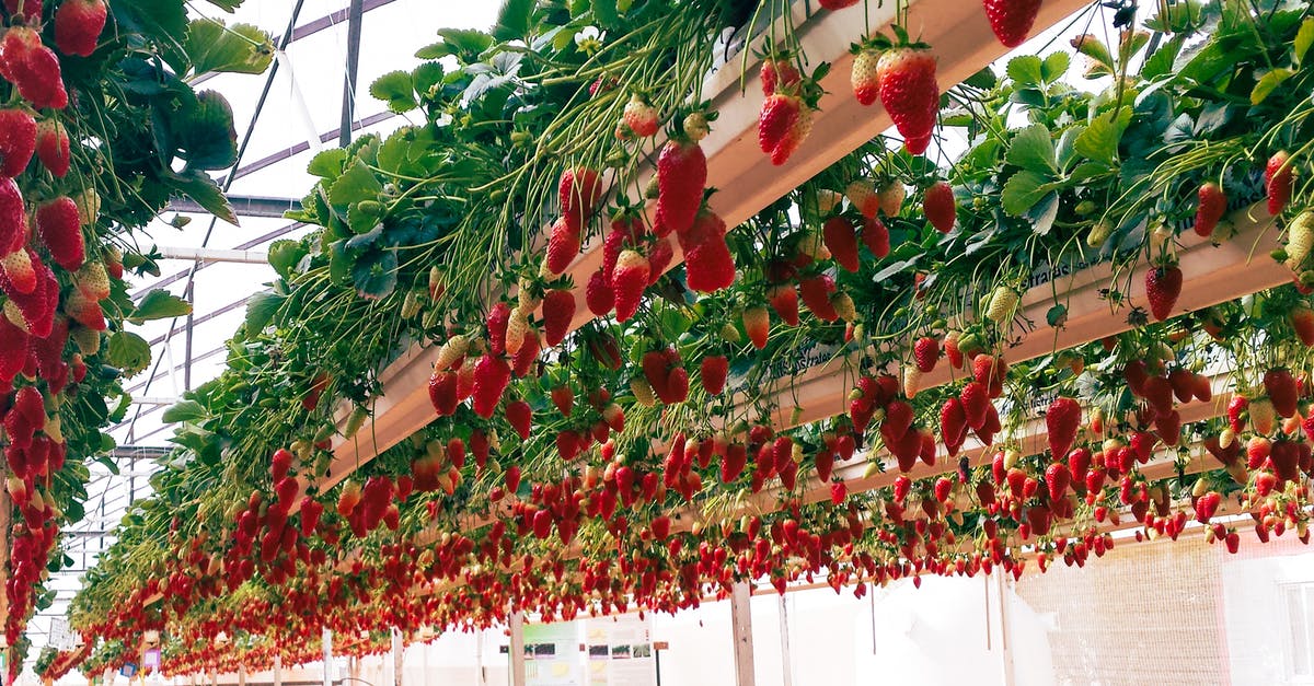 Is there a preferred tequila age for Strawberries Por Mi Amante? - Strawberries in Greenhouse
