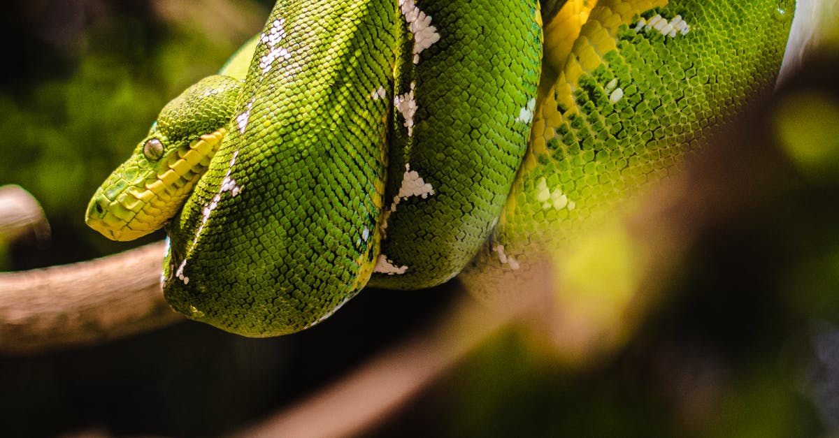 Is there a Scoville scale for "coldness" (e.g. mint)? - Green and Yellow Snake on Brown Tree Branch