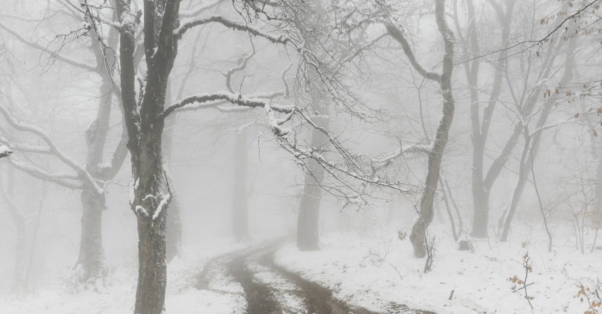 Is there a way to freeze herbs without losing freshness? - Empty narrow path covered with snow near trees in foggy snowy weather on winter day