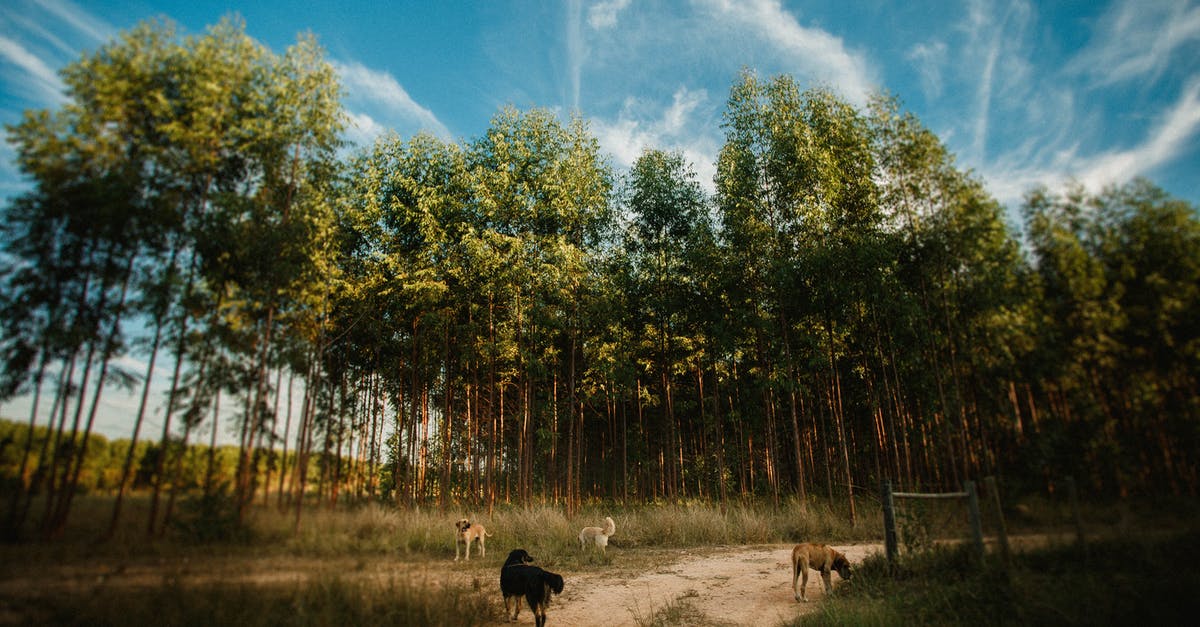 Is there a way to lessen the unpleasant smell of steamed broccoli? - Flock of dogs on sandy road next to rows of tall coniferous trees under blue cloudy sky in daytime