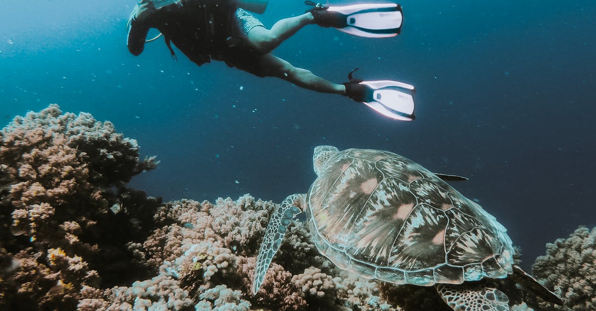 Is there any difference in nutritional value between a wild caught fish and farmed fish? - Person Swimming Under Water Taking Photo of Turtle Is there any difference in nutritional value between a wild caught fish and farmed fish? - Person Swimming Under Water Taking Photo of Turtle