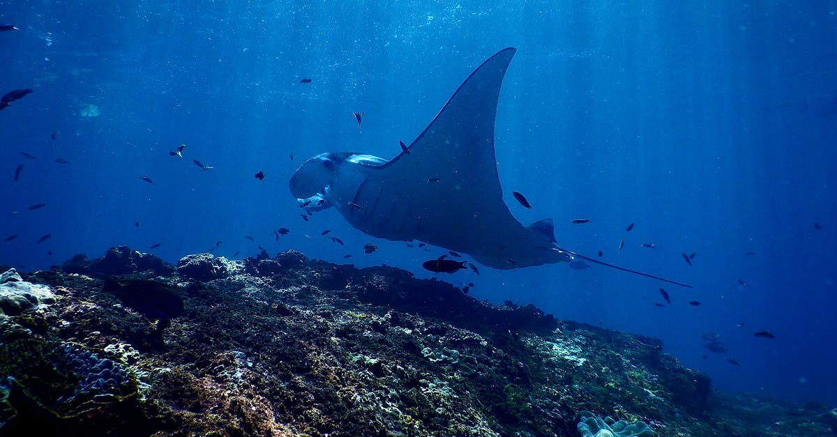Is there any difference in nutritional value between a wild caught fish and farmed fish? - Exotic reef manta ray swimming undersea in sunlight Is there any difference in nutritional value between a wild caught fish and farmed fish? - Exotic reef manta ray swimming undersea in sunlight