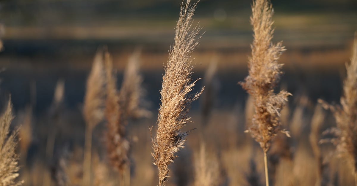 Is there any substitute for vital wheat gluten? - Close-Up Shot of Wheat