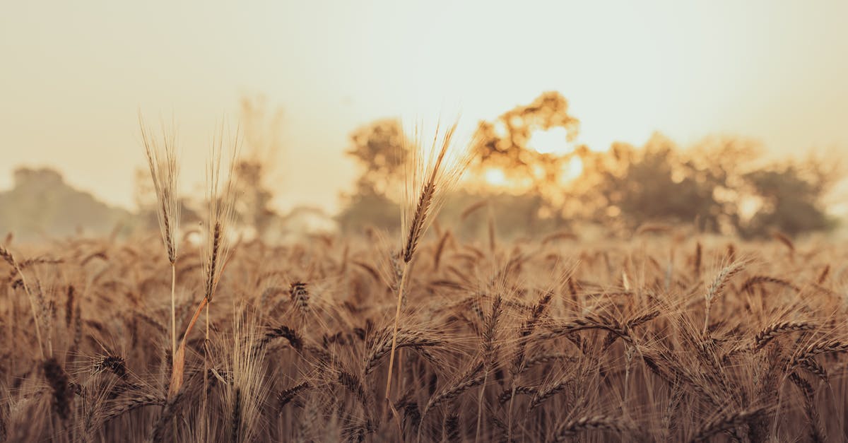 Is there any substitute for vital wheat gluten? - Brown Grass Field