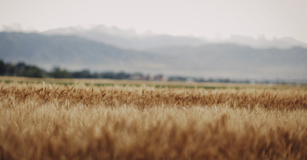 Is there any substitute for vital wheat gluten? - Brown Grass Field Near Mountain