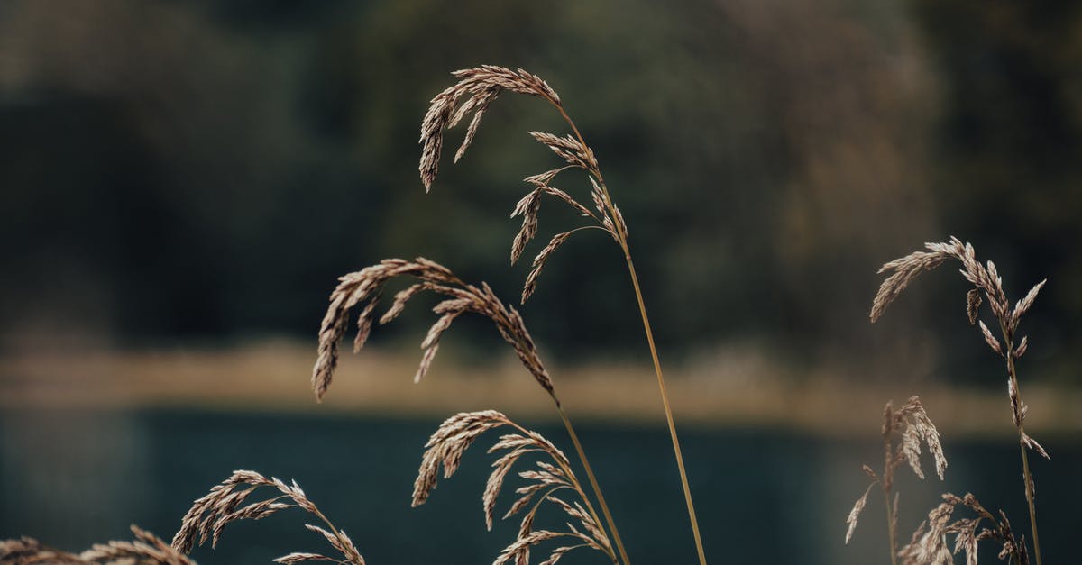 Is there any substitute for vital wheat gluten? - Brown Wheat Plant Near Body of Water