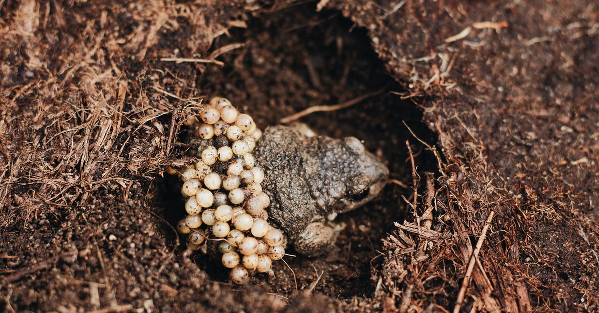 Is there any way to increase the shelf life of mixed egg - From above of male Midwife toad frog or Alytes obstetricans with fertilized eggs on back sitting on ground in nature