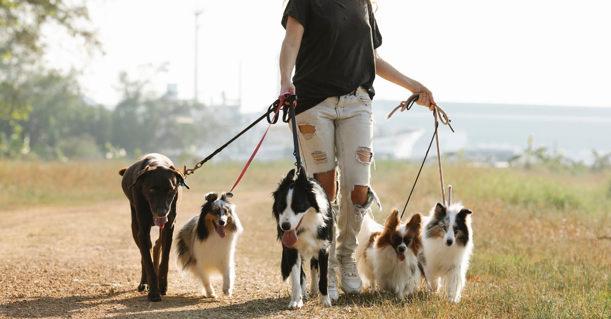 Is there any way to revive popcorn that is making too many duds? - Crop positive female strolling on path with group of dogs on leashes in rural area of countryside with green trees