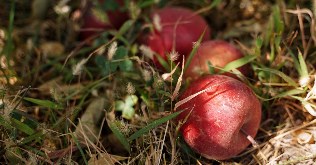 Is there enough pectin in Apples to make jam - Red Fruit on Brown Dried Grass