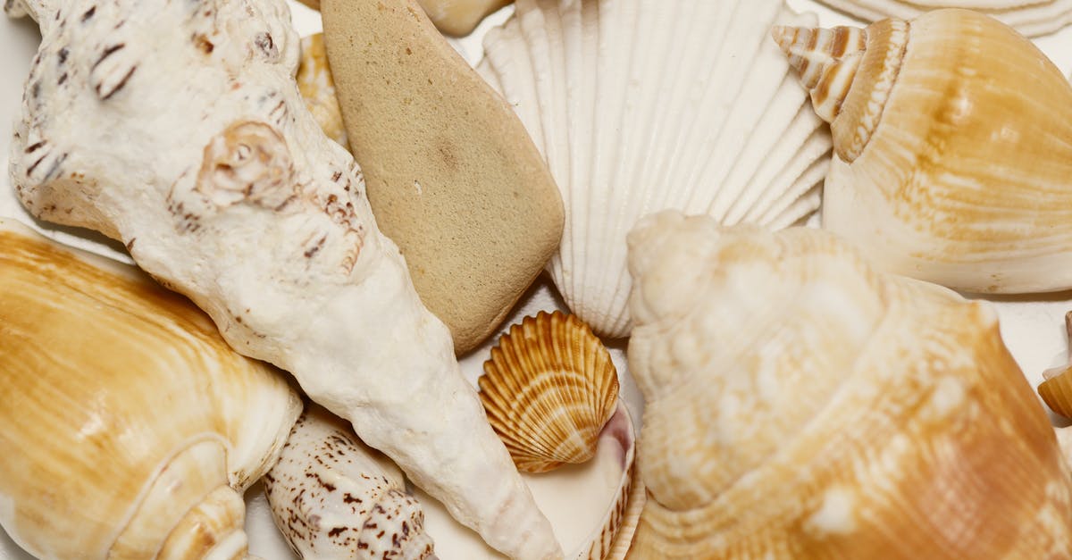 Is there something wrong with this scallop residue? - Collection of Assorted Seashells 