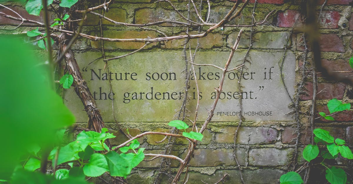 Is there such thing as "active dry sourdough-variety yeast"? - From above author citation on signboard on old brick wall near growing creeping plants with colorful leaves and dry twigs