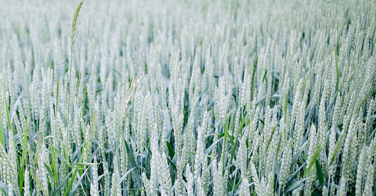 Is there such thing as white wheat berries? - Agricultural field with wheat spikes in summertime