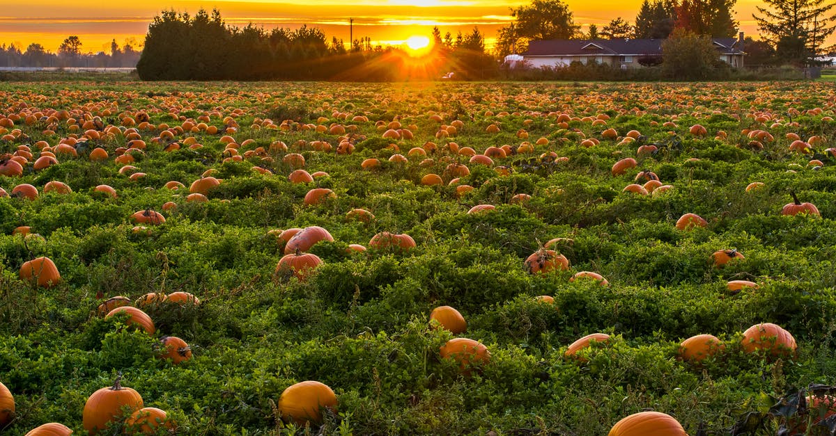 Is this Kabocha squash bad? - Photo of Field Full of Pumpkins