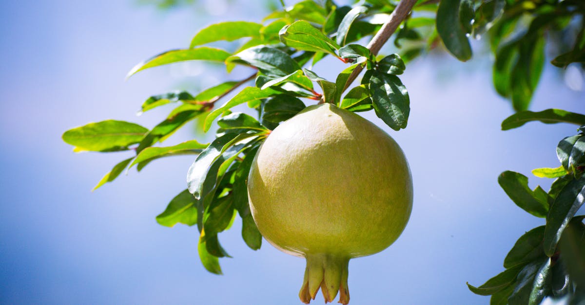 Is this Pomegranate Molasses rescuable? - Yellow Fruit on Tree Branch