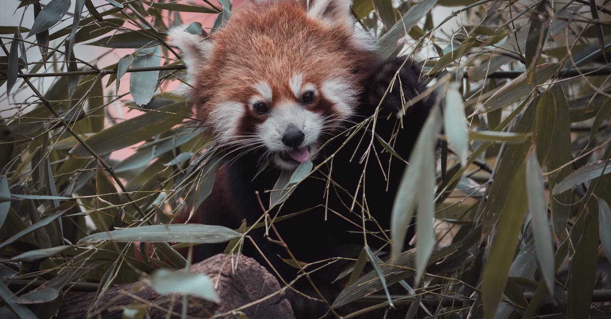 Is this pumpkin with black growth safe to eat? - Red panda eating bamboo leaves in zoo