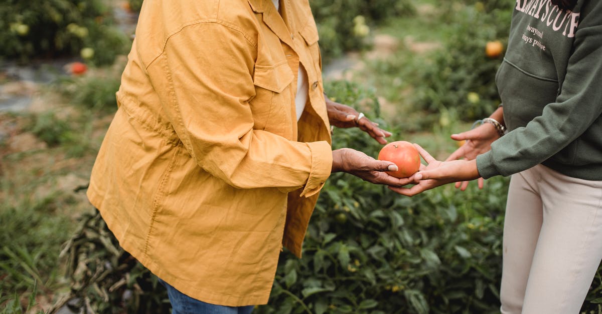 Is tomato foliage edible? - Side view of crop unrecognizable mature ethnic female gardener in casual clothes giving ripe tomato to young daughter during harvesting works in farm