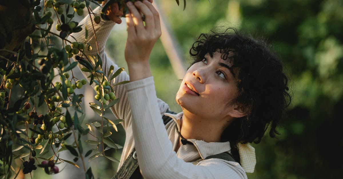 Is tomato foliage edible? - Ethnic farmer picking olives from tree on plantation