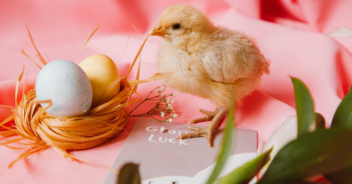 Is two-month old eggs laid by backyard chicken still edible? - A Bird's Nestick With Two Colored Eggs Beside A Chick