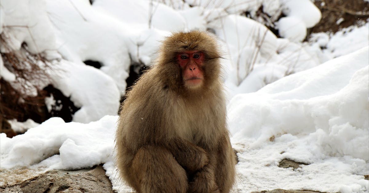Japanese cold soba broth? - Japanese macaque with fluffy fur resting on stones near snow