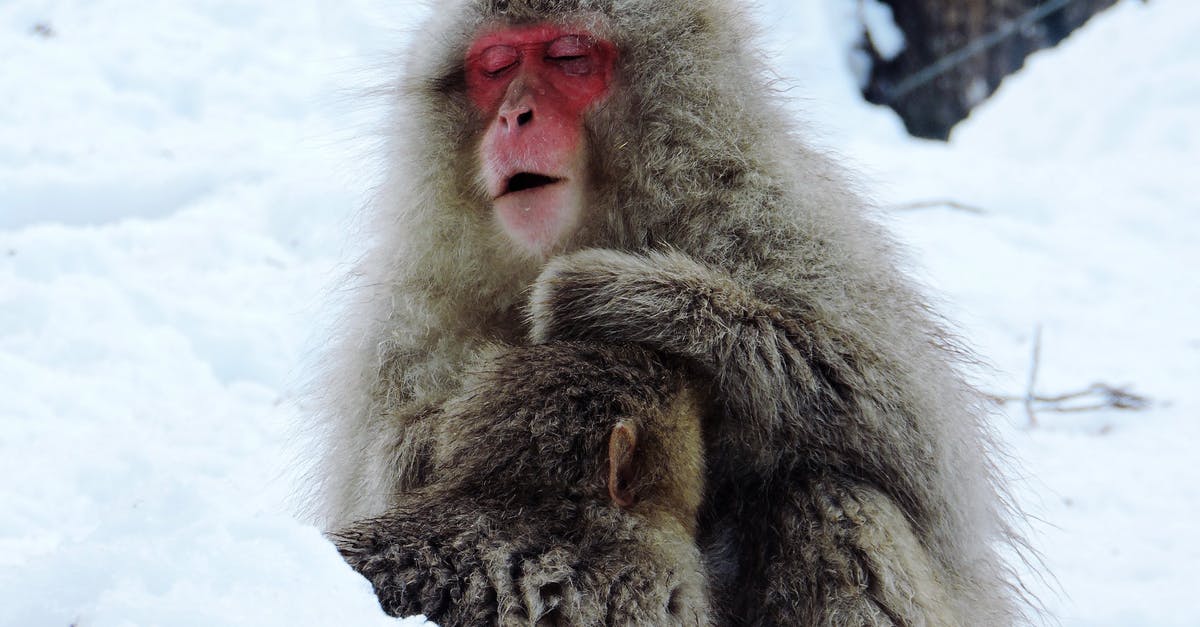 Japanese cold soba broth? - Cute hairy Japanese macaques with red face sitting on white snowy ground in forest on cold winter day in nature