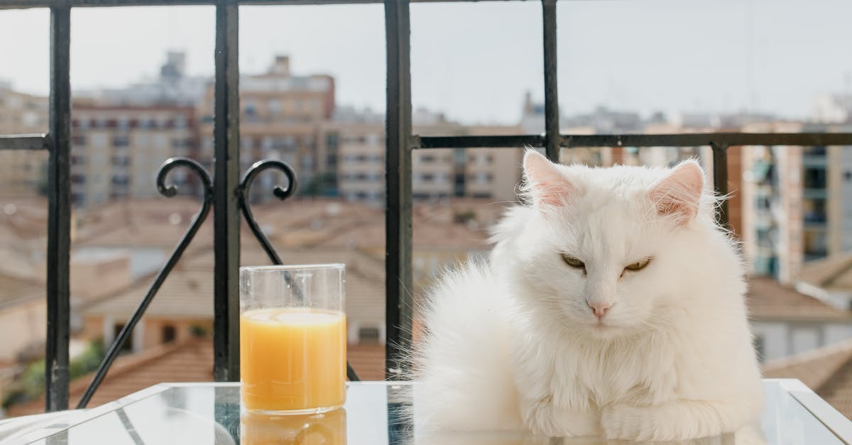 Juicing nectarines - A White Cat on the Glass Table