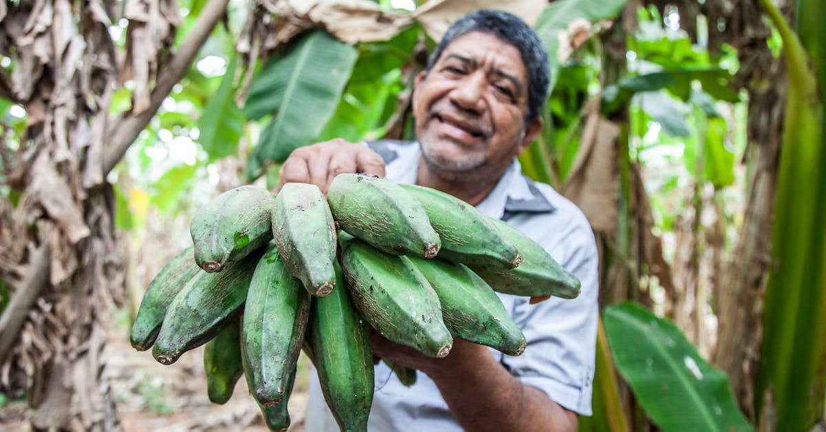 Keeping bananas fresh for longer - Man in White Button Up Shirt Holding Green Bananas