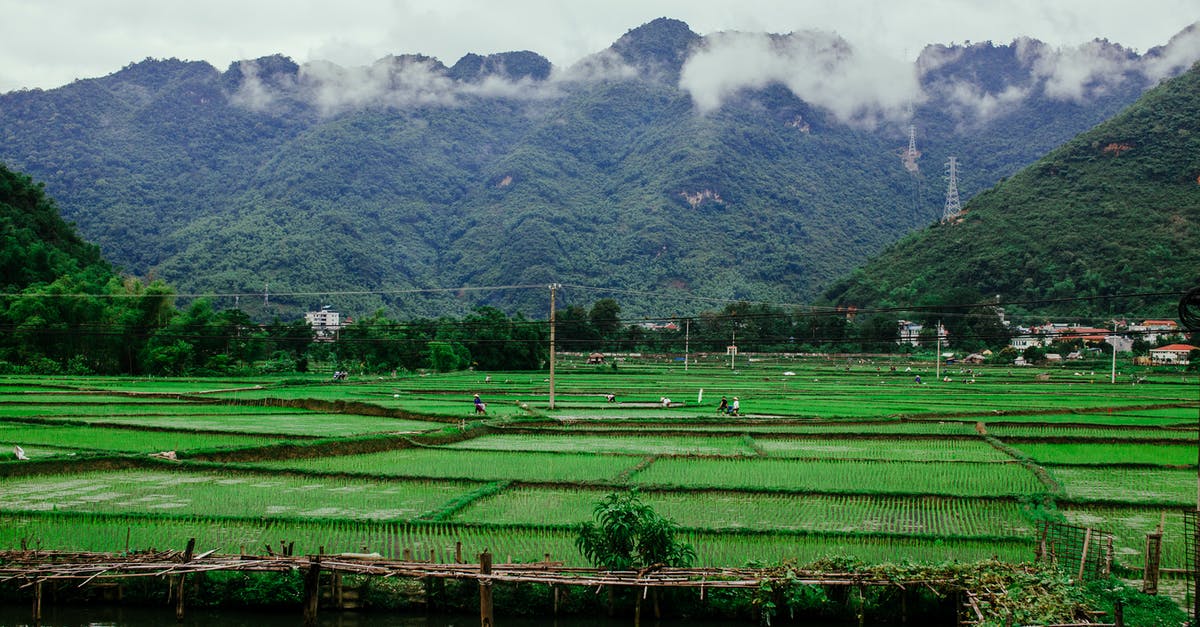 Keeping bugs out of rice - Green Grass Field Near Lake Under Cloudy Sky