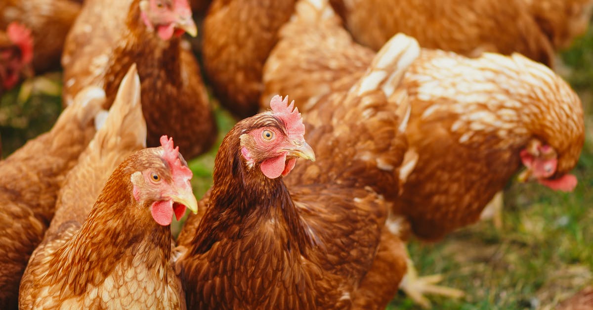 Keeping crawfish alive overnight? - Flock of Hens on Green Field