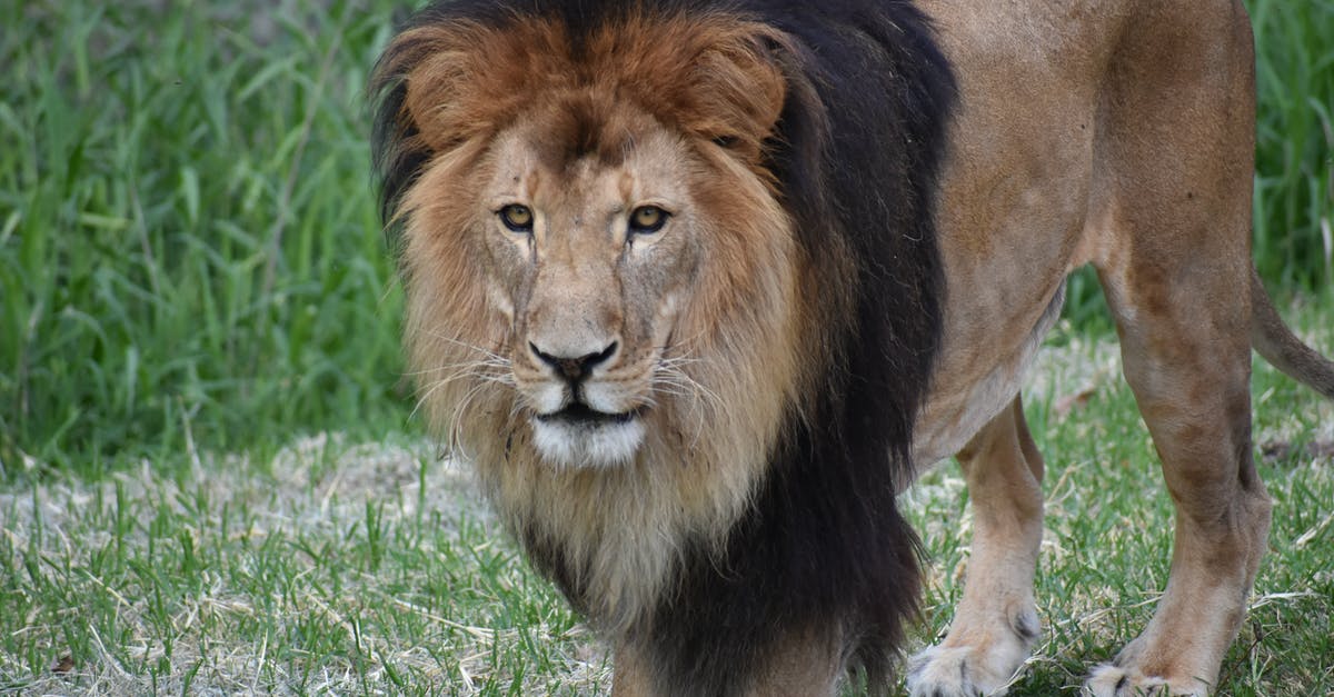 Large waffle HowTo - Lion on Green Grass