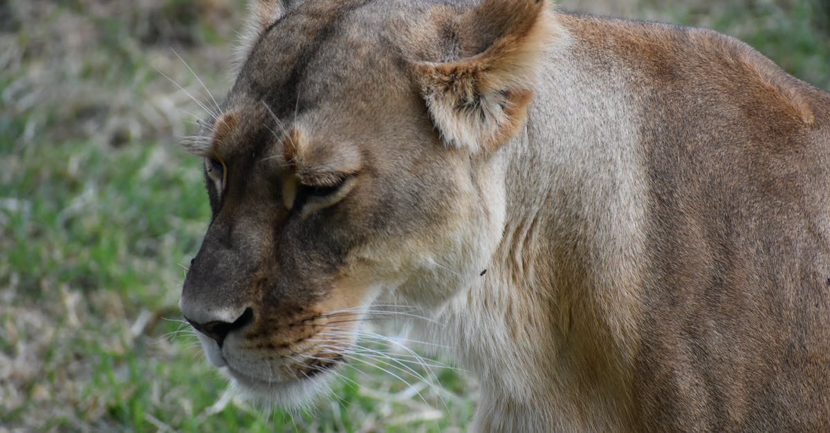 Large waffle HowTo - Brown Lion Lying on Green Grass