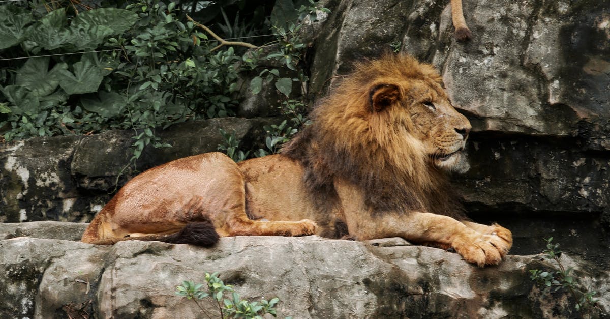 Large waffle HowTo - Lion Lying on Rock