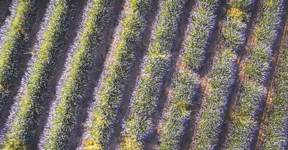 Lavender subsitute for Grilled Eggplant Nicoise - Aerial View Of Lavender Field