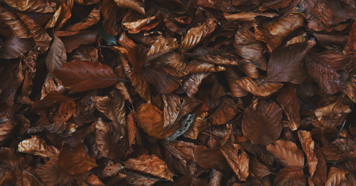 Leaves that fall off Brussels Sprouts, any reason not to cook? - Dried Leaves