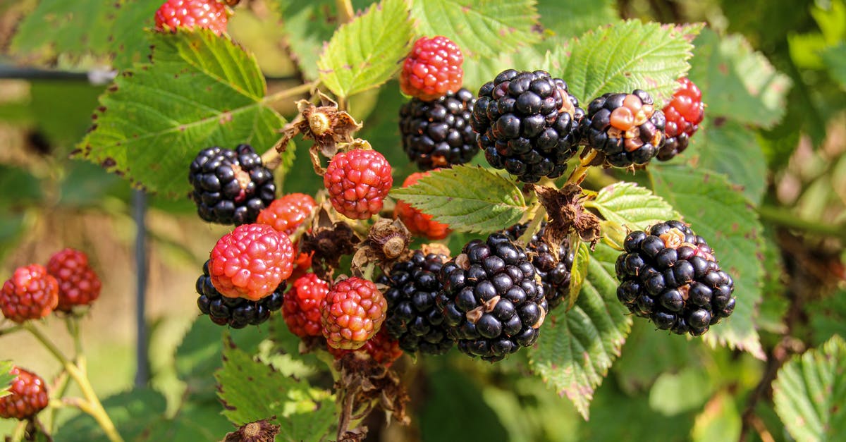 Lessen the acidity of fruit shrub syrup - Red and Black Berries on Green Leaves