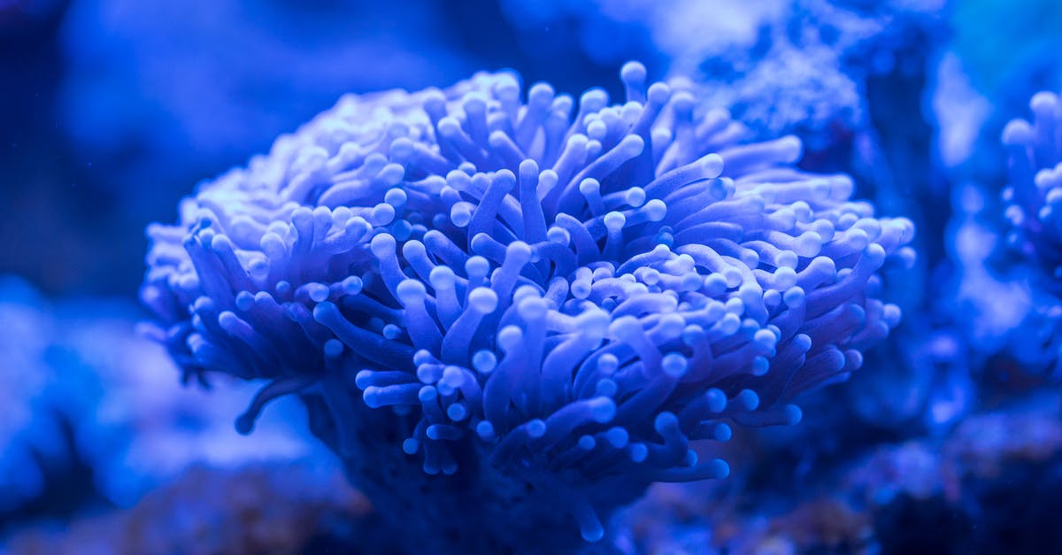 Lightly salted water? - Blue Sea Anemone