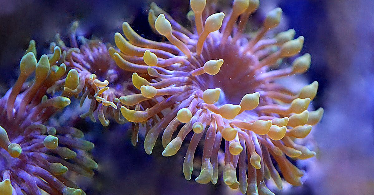 Lightly salted water? - Close-Up Photo Of Coral Reefs