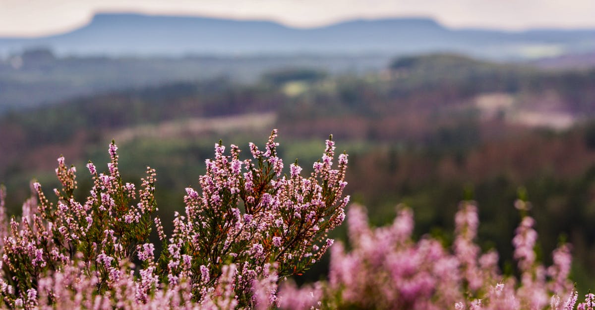 Ling Ling Potsticker Sauce or Similar - Calluna vulgaris blooming in field